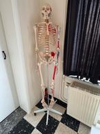 Anatomisch skelet Zmedical 170cm met alle papieren !, Ophalen of Verzenden, Zo goed als nieuw