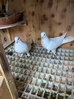 Takla. Duiven, Dieren en Toebehoren, Vogels | Duiven, Meerdere dieren, Overige soorten