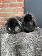 Super schattige dwerghangoor konijntjes, Dieren en Toebehoren, Konijnen, Vrouwelijk, Dwerg