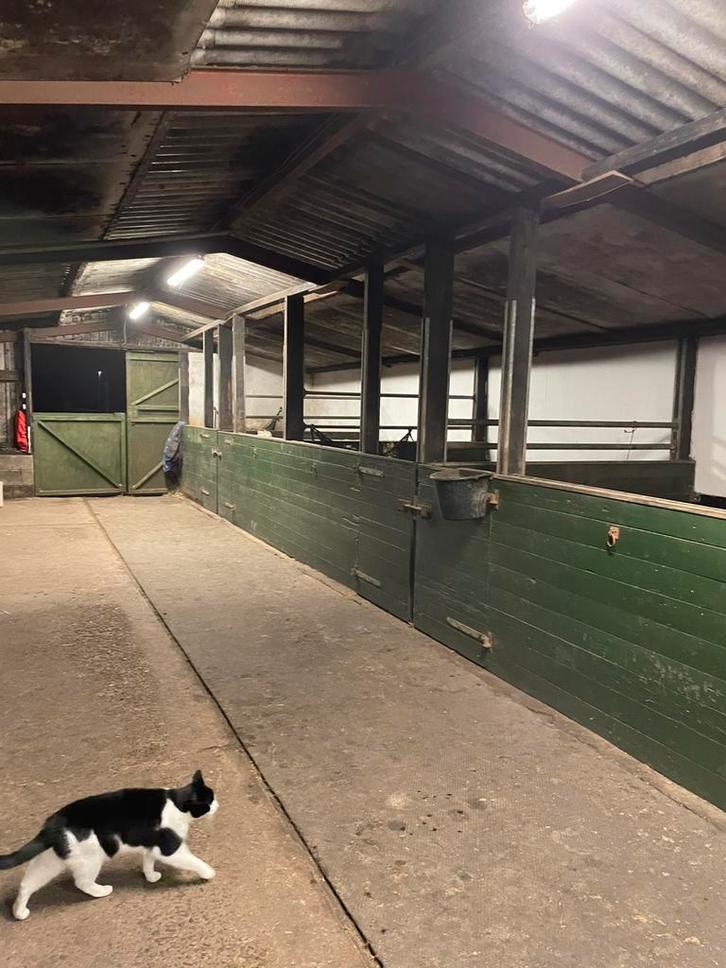 Box vrij op all in  pensionstal, Dieren en Toebehoren, Stalling en Weidegang, Stalling, Weidegang, Toebehoren, 1 paard of pony