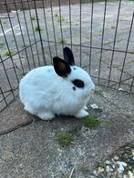 Konijn ( ram) 14 weekjes, Dieren en Toebehoren, Konijnen, Mannelijk, Dwerg