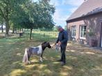 Twee prachtige mini paardjes, Dieren en Toebehoren, Pony's, Niet van toepassing, 0 tot 2 jaar, Hengst, A pony (tot 1.17m)