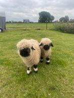 Walliser schwarznase, Dieren en Toebehoren, Schapen, Geiten en Varkens, Mannelijk, Schaap, 0 tot 2 jaar