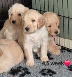 Labradoodle x Australian labradoodle beschikbaar: 8 augustus, Dieren en Toebehoren, Honden | Niet-rashonden, Parvo, 8 tot 15 weken