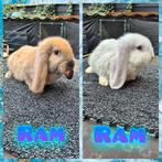 Mooie franse hangoortjes, Dieren en Toebehoren, Konijnen, Meerdere dieren, Groot