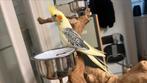 Tamme baby Valkparkieten 2025, Dieren en Toebehoren, Vogels | Parkieten en Papegaaien, Meerdere dieren, Parkiet, Tam