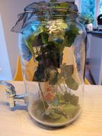 Wandelende takken inclusief verblijf, Dieren en Toebehoren, Wandelende tak