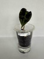 Alocasia Polly (4), Ophalen of Verzenden, Overige soorten, Minder dan 100 cm