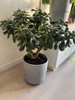 Plant - Crassula Ovata, Ophalen, Zo goed als nieuw