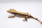 Wimpergekko 100% HET AXANTHIC/Correlophus Ciliatus, Dieren en Toebehoren, Reptielen en Amfibieën, Hagedis, Tam, 0 tot 2 jaar