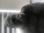 Xxl gorilla 180 kilo gegoten Steen aap berg gorilla zilverug, Tuin en Terras, Tuinbeelden, Ophalen, Nieuw, Steen, Dierenbeeld
