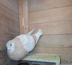 Mooie kropper duivin, Dieren en Toebehoren, Vogels | Duiven, Vrouwelijk, Kropper