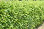 haaglaurier met kluit, Ophalen of Verzenden, Halfschaduw, Overige soorten, 100 tot 250 cm