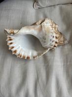 Grote schelp, Verzamelen, Mineralen en Fossielen, Ophalen, Schelp(en)