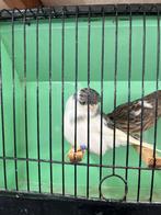 Koppel Glosters, Meerdere dieren, Postuurkanarie