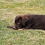 Sociale speelse stamboom Labrador pups, Dieren en Toebehoren, Reu, CDV (hondenziekte), 8 tot 15 weken, Labrador retriever