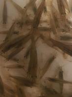 Hobbyaquarium Japonica XL garnalen effectieve algeneters, Kreeft, Krab of Garnaal, Zoetwatervis