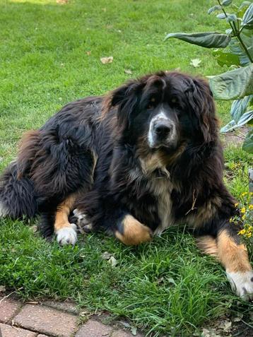 Newfoundlander/leonberger x bernersenner reu beschikbaar voor biedingen