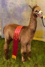 Grijze alpaca dekhengst Aragon, Dieren en Toebehoren, Overige Dieren, Mei, Mannelijk
