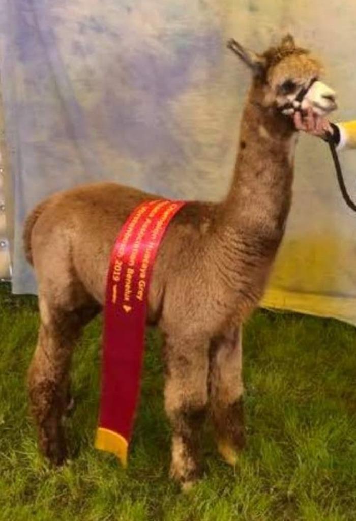 Grijze alpaca dekhengst Aragon, Dieren en Toebehoren, Overige Dieren, Mannelijk, Mei