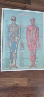 Menselijk lichaam: skelet en spieren / 70x50 cm / anatomie, Gebruikt, Ophalen of Verzenden, Prent, 1980 tot heden