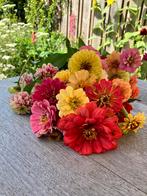 Mix van diverse zinnia zaden, Ophalen of Verzenden, Voorjaar, Volle zon, Zaad