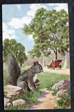 De grijze eekhoorn kijkt de auto nog even na, 1910, Verzamelen, Ansichtkaarten | Dieren, Verzenden, Voor 1920, Gelopen, Knaagdier
