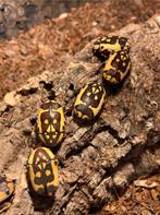 Pachnoda Fissipunctum larven (bruine variant), Dieren en Toebehoren, Insecten en Spinnen