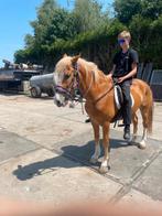 10jarige ruin d pony bereden en getuigd !!!, Dieren en Toebehoren, Ruin, 3 tot 6 jaar