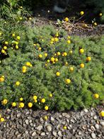 Goudknopje  vaste plant 1euro per stuk, Tuin en Terras, Planten | Tuinplanten, Ophalen, Zomer, Overige soorten, Volle zon