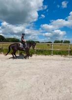 Lease paard gezocht/ bijrijder aangeboden, Dieren en Toebehoren, Ophalen of Verzenden