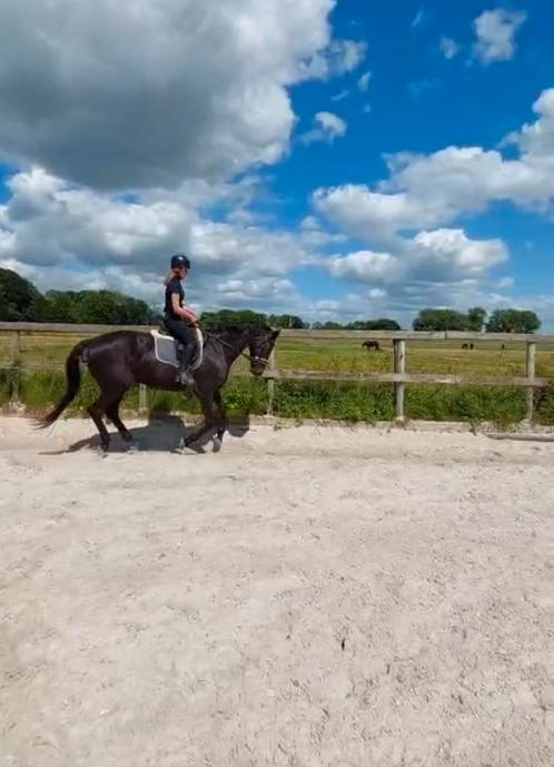 Lease paard gezocht/ bijrijder aangeboden, Dieren en Toebehoren, Paarden en Pony's | Verzorgingsproducten, Ophalen of Verzenden
