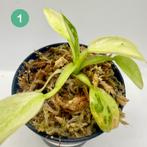 Philodendron Billietiae x José B., Huis en Inrichting, Verzenden, Halfschaduw, Minder dan 100 cm