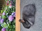 Zwarte kleurdwerg, Dieren en Toebehoren, Mannelijk, Dwerg