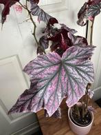 Begonia pink minx, Ophalen, Overige soorten, Halfschaduw, Minder dan 100 cm