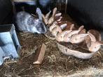 Vlaamse reus, Dieren en Toebehoren, Konijnen, Meerdere dieren, Groot, 0 tot 2 jaar