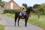 ✨ Prachtige bruine ruin van 9 jaar, stokmaat 1m60 ✨, Dieren en Toebehoren, Merrie, Zadelmak, 160 tot 165 cm, Recreatiepaard