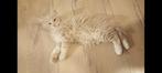 Russische Maine Coon kittens, Poes, Gechipt, 0 tot 2 jaar