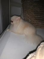 Pomeriaan teefje zoekt 5 sterren hotel, Keeshond, Teef, Parvo, Eén hond