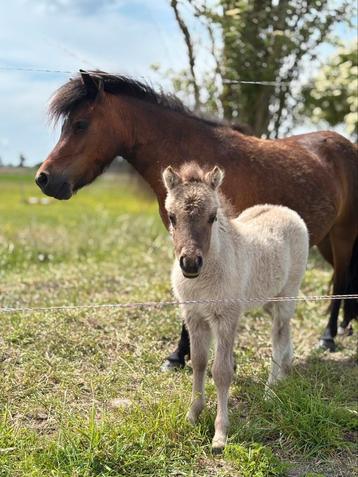 Shetlander merrie met veulentje te koop! beschikbaar voor biedingen