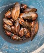 100 zoetwatermossel,   vijvermosselen