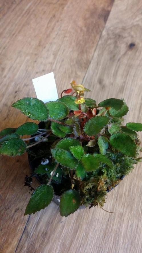 Begonia vankerckhovenii zeldzame miniatuursoort mos terrariu, Huis en Inrichting, Kamerplanten, Overige soorten, Minder dan 100 cm