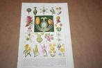 Antieke botanische kleurenchromo - Bloem vormen - ca 1920 !!, Verzamelen, Foto's en Prenten, Nieuw, Ophalen of Verzenden, Voor 1940