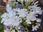 Zaden lewisia wit, Verzenden, Volle zon