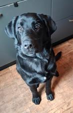 Boulab pup, 15 weken tot 1 jaar, Reu, Labrador retriever, Eén hond