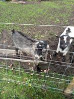 Blauwschimmel dekbok hoornloos, Dieren en Toebehoren, Schapen, Geiten en Varkens, Mannelijk, Geit