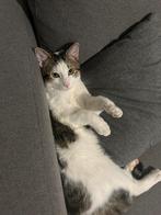 Super lieve en aanhankelijke kat zoekt nieuw huisje, Dieren en Toebehoren, Katten en Kittens | Overige Katten, Kater, Kortharig