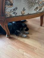 duitse herder pups met stamboom, CDV (hondenziekte), Reu, 8 tot 15 weken, Eén hond