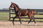Prachtige kwpn merrie 1.5 jr. Florida Tn, Dieren en Toebehoren, Paarden, Merrie, Gechipt, Dressuurpaard, 0 tot 2 jaar