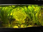 Aquarium planten stekken, Dieren en Toebehoren, Vissen | Aquaria en Toebehoren, Ophalen, Zo goed als nieuw, Plant(en), Steen of Hout